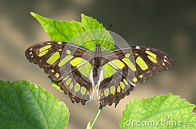 Malachite butterfly Stock Photo