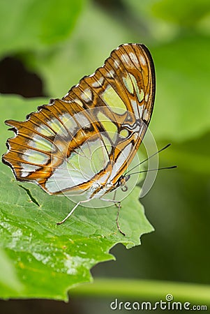 Malachite Butterfly on green plants Stock Photo