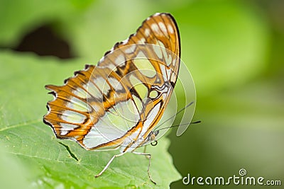 Malachite Butterfly on green plants Stock Photo