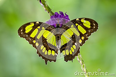 Malachite Butterfly Siproeta stelenes Stock Photo