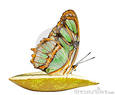 The mlachite butterfly on a piece of pear is isolated on white background Stock Photo