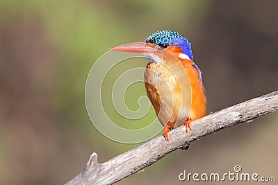 Malachite Kingfisher Stock Photo