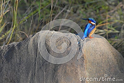 Malachite Kingfisher Stock Photo