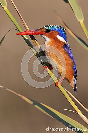 Malachite Kingfisher Stock Photo