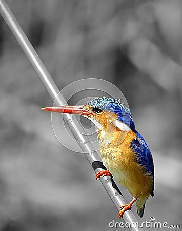 Malachite Kingfisher Stock Photo