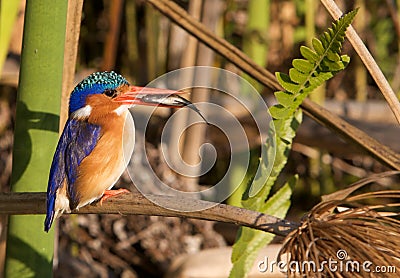Malachite Kingfisher Stock Photo