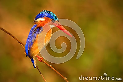 Malachite Kingfisher, Alcedo cristata, detail of exotic African bird sitting on the branch in green nature habitat, Botswana Stock Photo