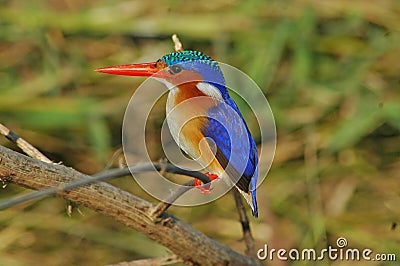 Malachite Kingfisher, close-up, on branch with green background Stock Photo