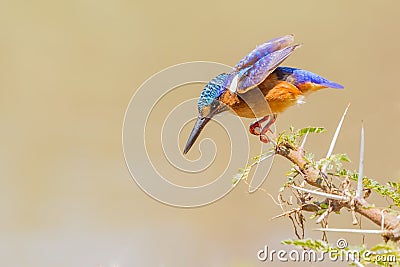 Malachite Kingfisher Diving Stock Photo