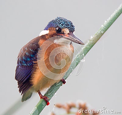 Malachite Kingfisher showing its iridescent blue feathers Stock Photo