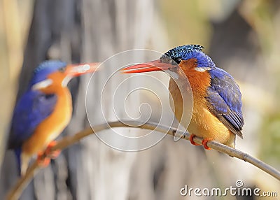 Malachite Kingfishers Stock Photo