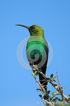 Malachite Sunbird Stock Photo