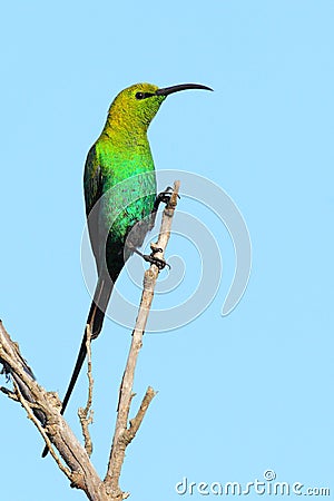 Malachite Sunbird Stock Photo