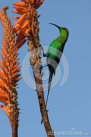 Malachite Sunbird Stock Photo