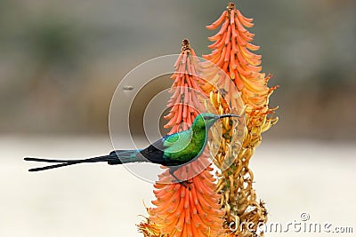 Malachite Sunbird and Bee Stock Photo