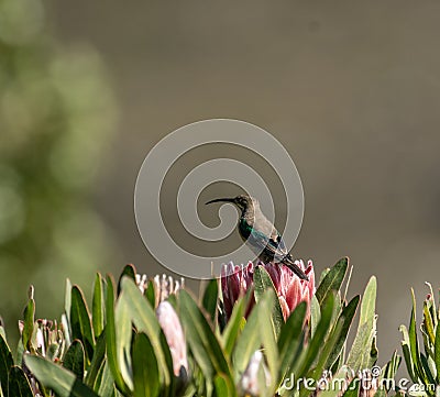 Malachite sunbird or Nectarinia famosa Stock Photo