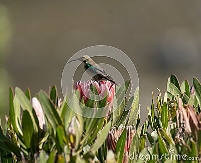 Malachite sunbird or Nectarinia famosa Stock Photo