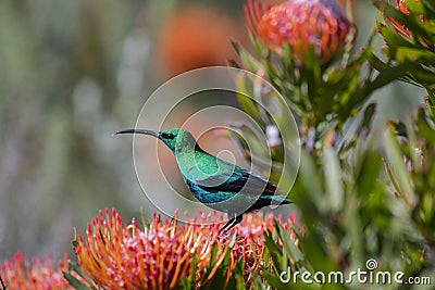 Malachite sunbird Nectarinia famosa sitting on orange pincushion protea Stock Photo