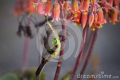 Malachite Sunbird (Nectarinia famosa) Stock Photo