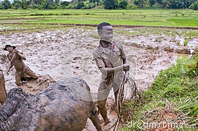 Malagasy farmers plowing agricultural field Editorial Stock Photo