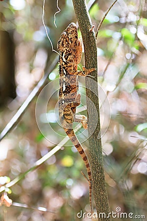 Malagasy giant chameleon Anja park Stock Photo