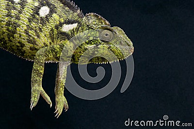 Malagasy Giant Chameleon / Furcifer oustaleti Stock Photo