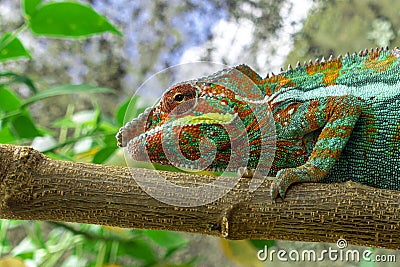 Malagasy Giant Chameleon / Furcifer oustaleti, Madagascar Stock Photo