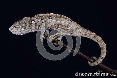 Malagasy giant chameleon / Furcifer oustaleti Stock Photo