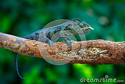 Malagasy giant chameleon, Furcifer oustaleti,sitting on the branch in forest habitat. Exotic beautifull endemic green reptile with Stock Photo