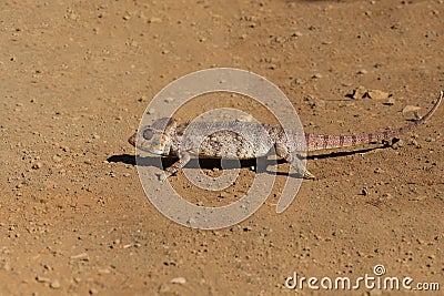 Malagasy giant chameleon, Madagascar Stock Photo