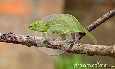 Malagasy giant chameleon Stock Photo