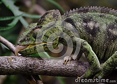 Malagasy Giant Chameleon Stock Photo