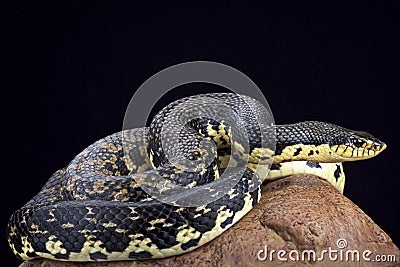 Malagasy giant hognose snake (Leioheterodon madagascariensis) Stock Photo