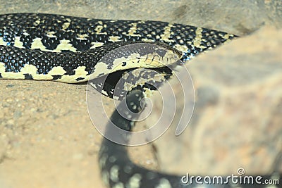 Malagasy giant hognose snake Stock Photo