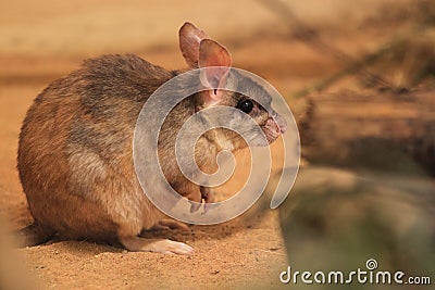 Malagasy giant jumping rat Stock Photo