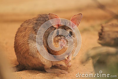 Malagasy giant jumping rat Stock Photo