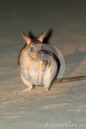 The Malagasy giant rat Stock Photo