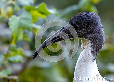 Malagasy Sacred Ibis (Threskiornis bernieri) in Spiritual Splendor Stock Photo