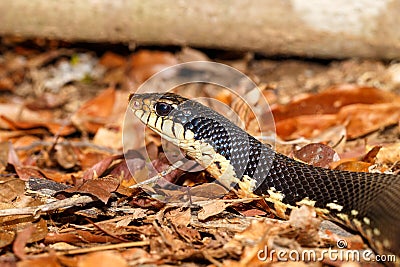 Malagasy snake Giant Hognose, Madagascar wildlife Stock Photo