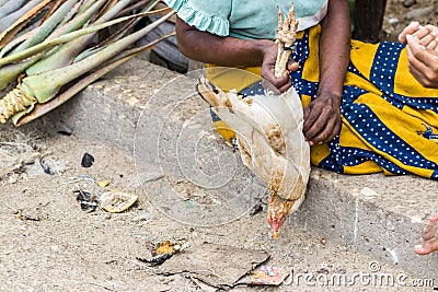 Malagasy woman holding an alive chicken ready to be sold at the market in Toliara. Madagascar Stock Photo