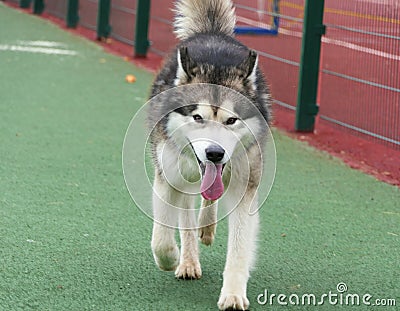 A Malamute dog runs in a sports stadium Stock Photo