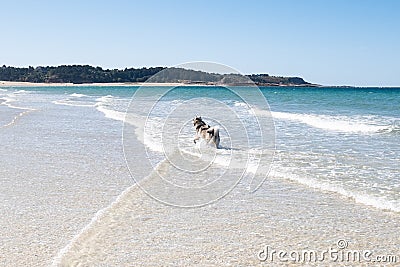 Malamute or Husky dog playing in the waves of a large beach in Brittany in summer Stock Photo