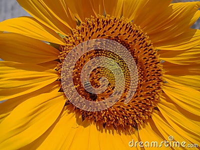 Malang, Indonesia - 2022 : sunflower blooms with yellow petals, green leaves with insects perched on petals in the garden Stock Photo