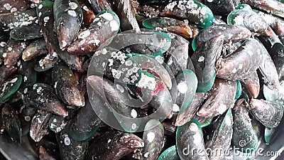 Malangpu shell are very delicious for sea food inThailand Stock Photo