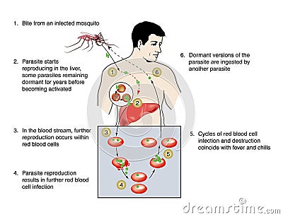 Malaria Vector Illustration