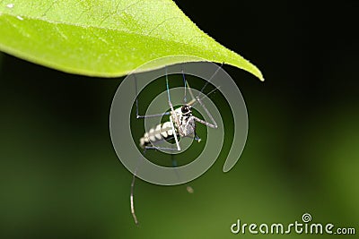 Malaria mosquito Stock Photo