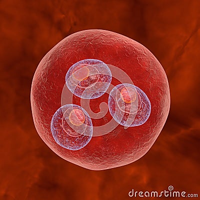 Malaria. Plasmodium vivax in early trophozoite ring stage inside red blood cell Cartoon Illustration