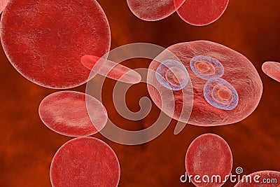 Malaria. Plasmodium vivax in early trophozoite ring stage inside red blood cell Cartoon Illustration