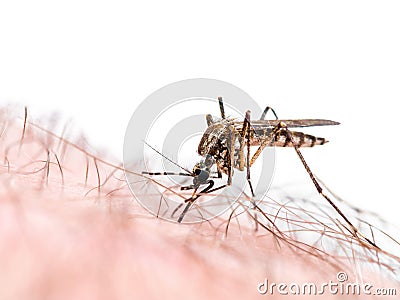 Malaria or Zika Virus Infected Mosquito Bite Isolated on White Stock Photo