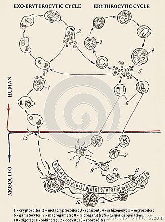 Malarian plasmodium life cycle. Biological image. Stock Photo